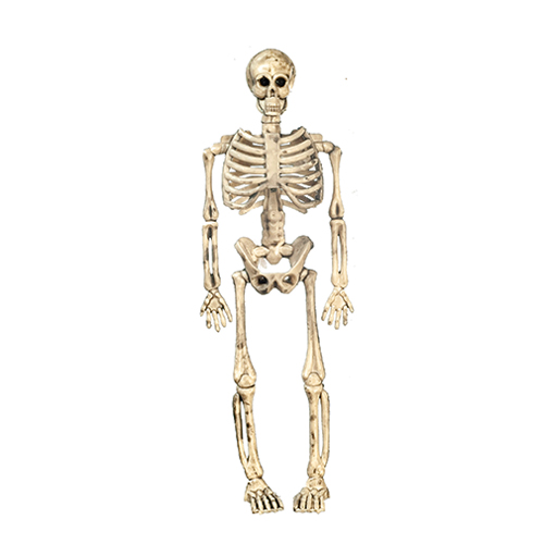 AZB0705 - 6In Skeleton