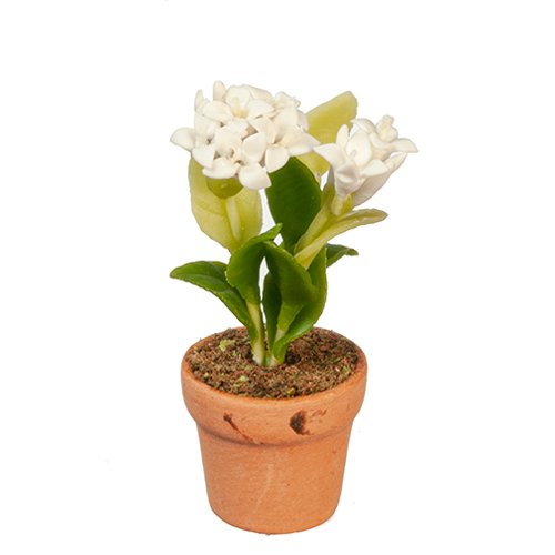 AZG6302 - White Flowers In Pot