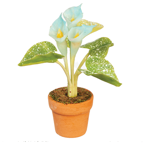 AZG6321 - Blue Calla Lily In Pot