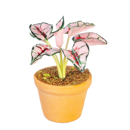 AZG6330 - Coleus Plant In Pot
