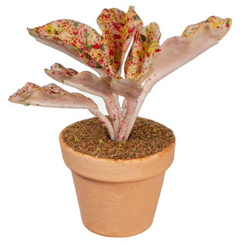 AZG6332 - Coleus Plant In Pot