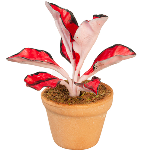AZG6333 - Coleus Plant In Pot