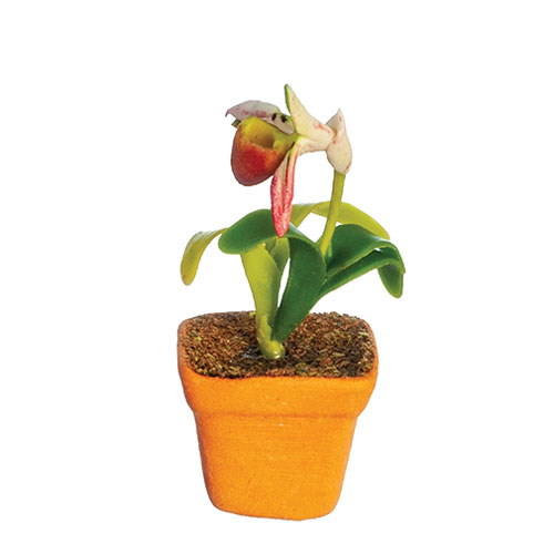 AZG6344 - Orchid
