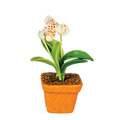 AZG6345 - Orchid