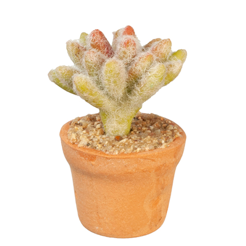 AZG6349 - Cactus