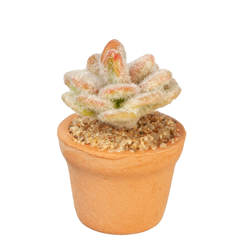 AZG6354 - Cactus