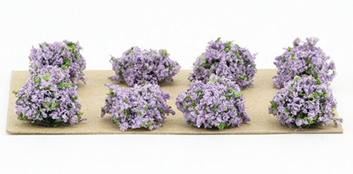 CA0212 - Lilac 1/2&quot; Border Plants (8)