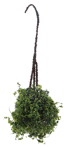 CAHBS06 - Hanging Basket: Variegated Green, Small