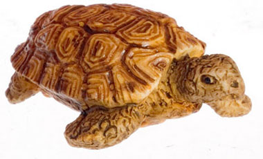 FCA3391 - African Tortoise