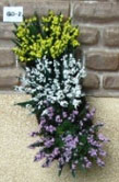 MBGD2 - Garden Delights, Yellow with Violet/White, 2 Each