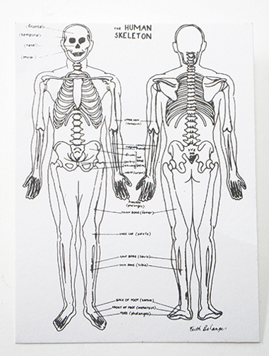 MUL3683 - Skeleton Chart