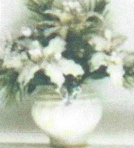 NCRP0926 - White Poinsettias-Large Pot 2 3/8