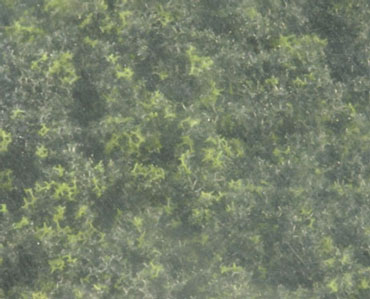 WDSFC139 - Underbrush Clump Foliage Forrest Blend
