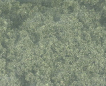 WDSFC185 - Clump Foliage Conifer Green