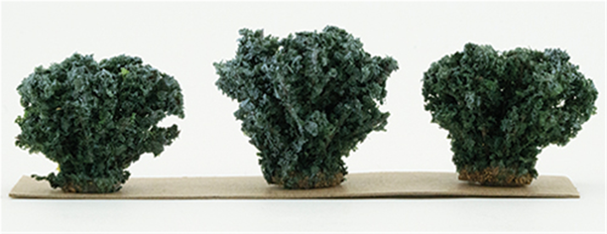 Sage Bushes (3)