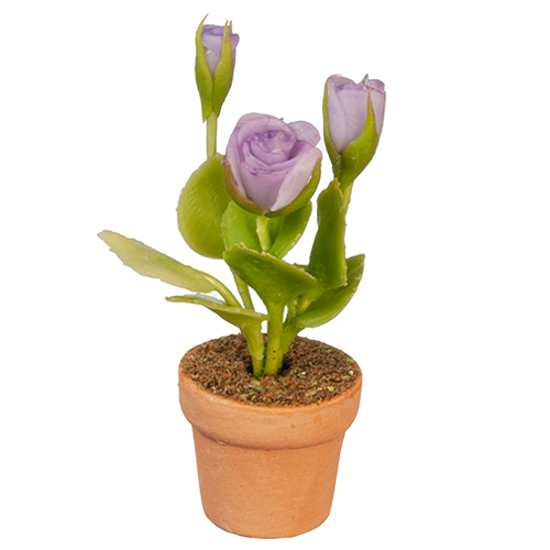 AZG6306 - Lavender Roses In Pot