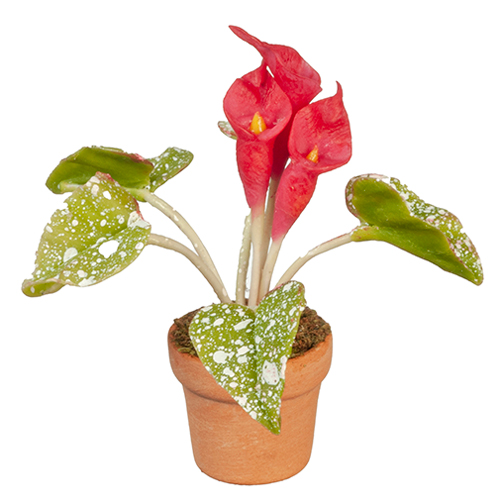 AZG6322 - Red Calla Lily In Pot