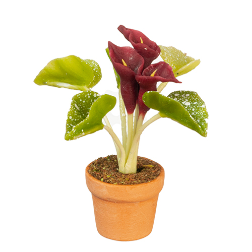 AZG6323 - Purple Calla Lily In Pot