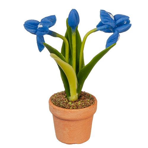 AZG6326 - Blue Iris In Pot