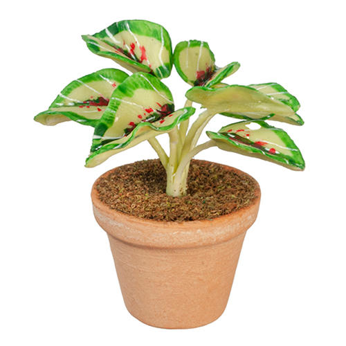 AZG6331 - Coleus Plant In Pot