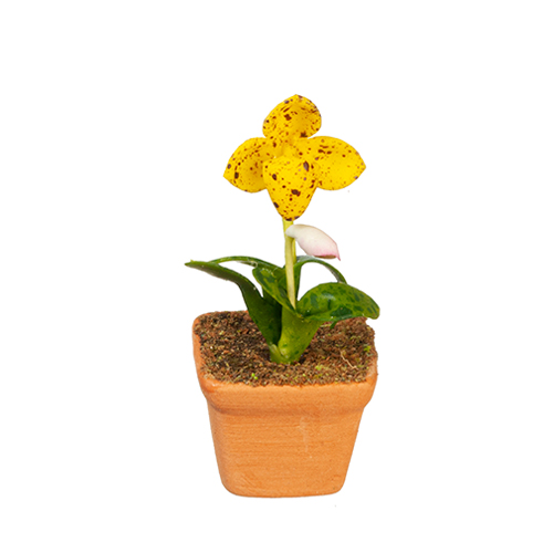 AZG6347 - Orchid