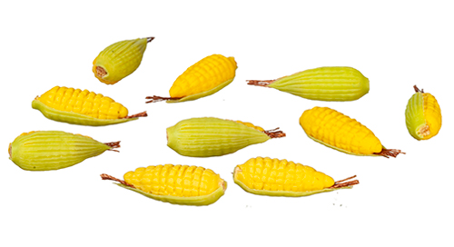 AZG6443 - Corn On The Cob/10