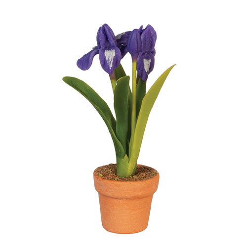 AZG6787 - Potted Iris/Purple