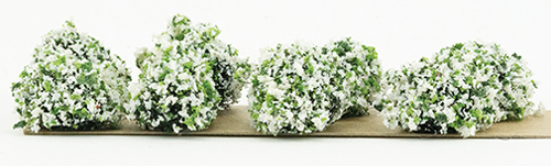 CA0203 - 3/4&quot; White Border Plants(8)