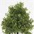 CA1532 - Light Green Oak Tree on Spike, 4 Inches