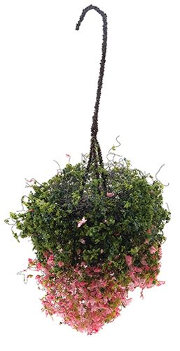 CAHBL20 - Hanging Basket: Fuchsia, Large