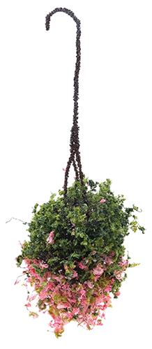 CAHBS20 - Hanging Basket: Fuchsia, Small