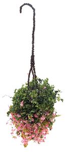 CAHBS20 - Hanging Basket: Fuchsia, Small