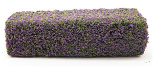 CALHG - Lilac Hedge