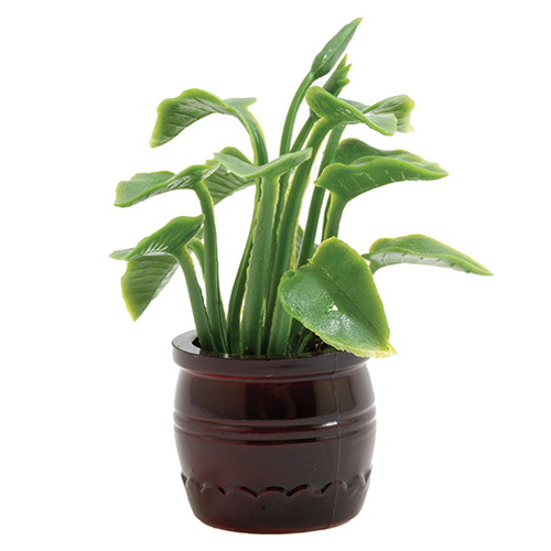 CAPP2 - Plant in Brown Pot