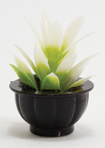 CAPP4 - White Plant in Black Pot  ()