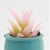 CAPP5 - Pink Plant in Turquoise Pot