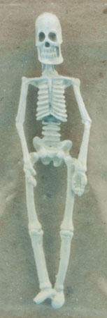 CAR8P17 - Small Skeleton, 2-1/2 Inches High