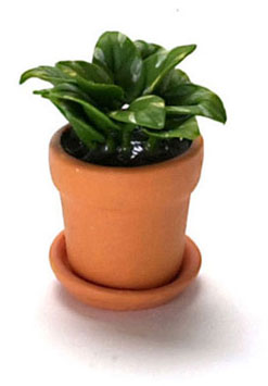 FCA1778 - Discontinued: House Plant