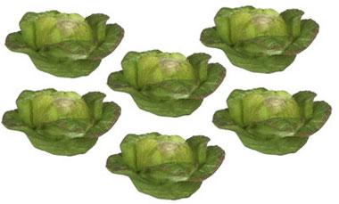 FCA2487 - Cabbages / 6Pc