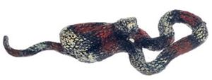 FCA3374L - Ringed Hodnose Snake, Large, Gray &amp; Red &amp; Black