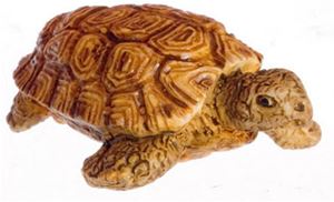 FCA3391 - African Tortoise