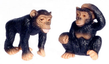 FCA3794 - Two Chimpanzee