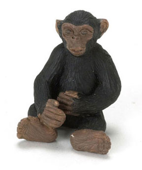 FCA415 - ..Chimpanzee