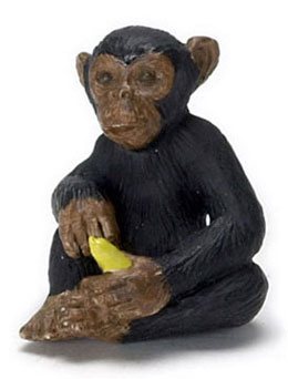 FCA489 - Chimpanzee