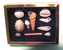 HR61010B - Shadow Box with Shell Collection - Black