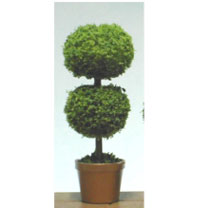 MBTOP12B - Topiary Small Round