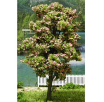 MBTRE6BL - Tree-Premade, 6 Inch Blossom, 2Pc