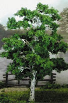 MBTRE8BIR - Tree-Premade 8 Inch Birch, 2Pc