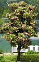 MBTRE8BL - Tree-Premade 8 Inch Blossom 2Pc