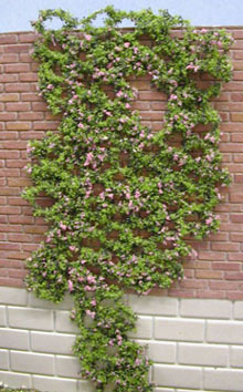 MBVINE-FP - Vine Flowering 10 Inch Tall- Fushia Pink
